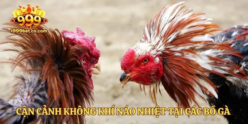 Cận cảnh không khí náo nhiệt tại các bồ gà Thomo