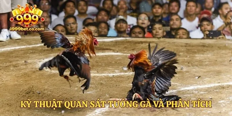 Kỹ thuật quan sát tướng gà và phân tích tỷ lệ kèo