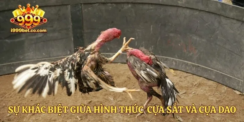 Sự khác biệt giữa hình thức đá gà cựa sắt và đá gà cựa dao