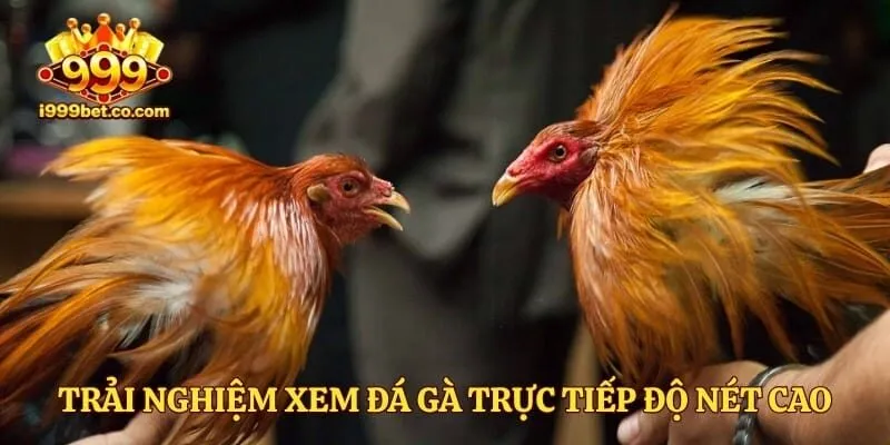 Trải nghiệm xem đá gà trực tiếp độ nét cao Full HD